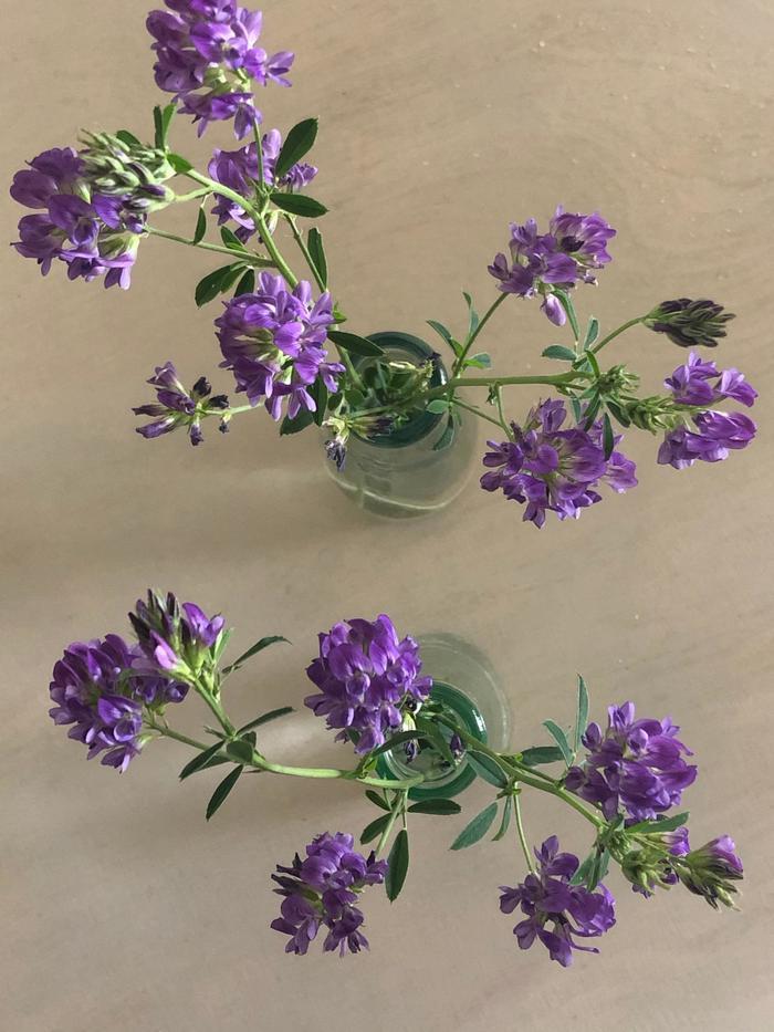 Alfalfa Sprossen als Findlinge in Mini Vasen im Office